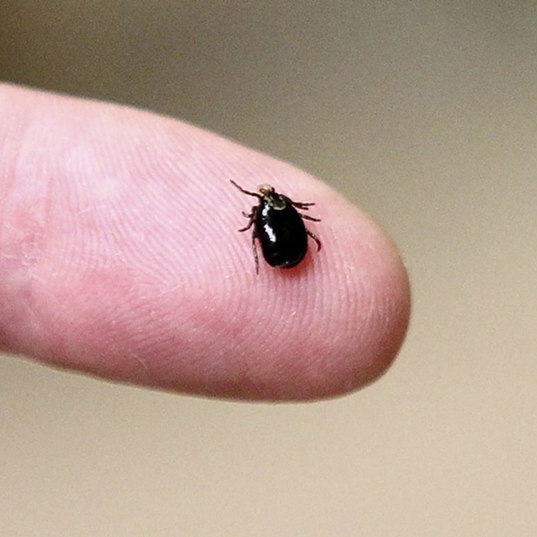 Ticks are extremely small, so it's important to do thorough checks regularly if you or your pet spend any time outdoors.