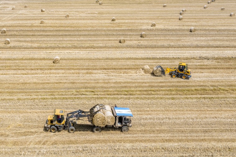 Wheat Harvest In Sihong County

SIHONG, CHINA - JUNE 01: Aerial view of combine harvesters working at a field during the the wheat harvest season on June 1, 2021 in Sihong County, Suqian City, Jiangsu Province of China.