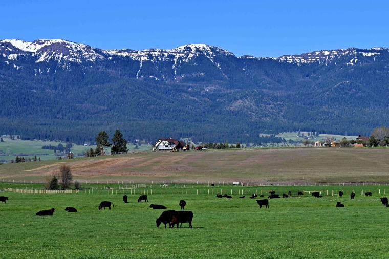 Cattle graze beneath the snow-capped mountains of the Wallowa-Whitman National Forest in Wallowa County of eastern Oregon on May 12, 2023. 