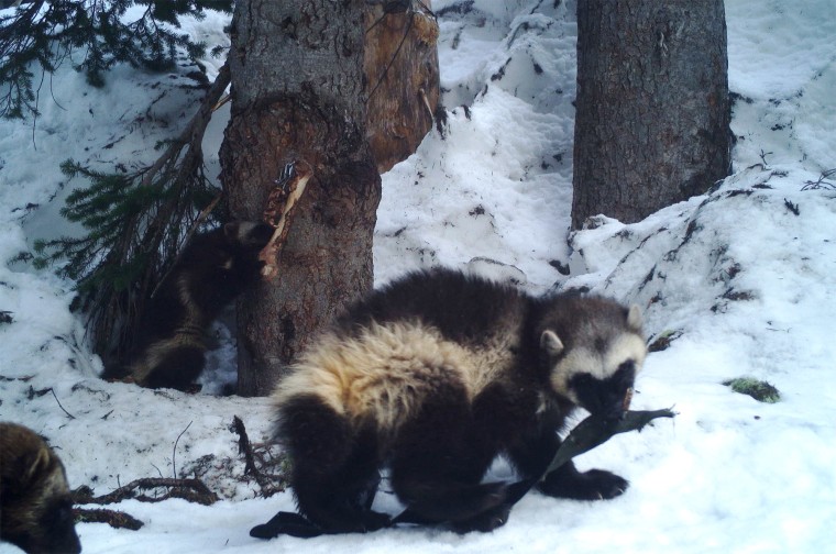Wolverines in the snow in Mount Rainier National Park, in 2021.