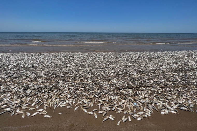 Dead Menhaden fish washed up on the shores of the upper Texas Gulf Coast on Friday.