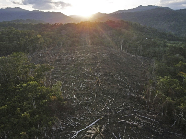 Cut down trees lie within view of the Cordillera Azul National Park in Peru's Amazon, Oct. 3, 2022..