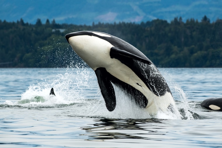 Orca whale jumping out of the sea in Vancouver Island, Canada.