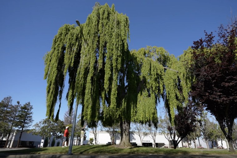 Marian Johnson and her brother Michael visit a willow tree in Russell City that they believe their great-grandfather planted.