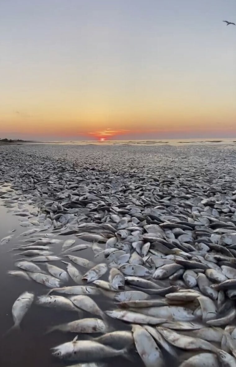 Thousands of dead fish washed ashore in Freeport, Texas on June 9, 2023.