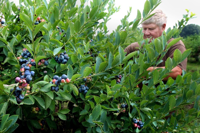 Henry Priesmeyer, de Horn Lake, Mississippi, examina las plantas durante su viaje anual a Nesbit Blueberry Plantation, en Nesbit, Mississippi, el martes 5 de junio de 2012.