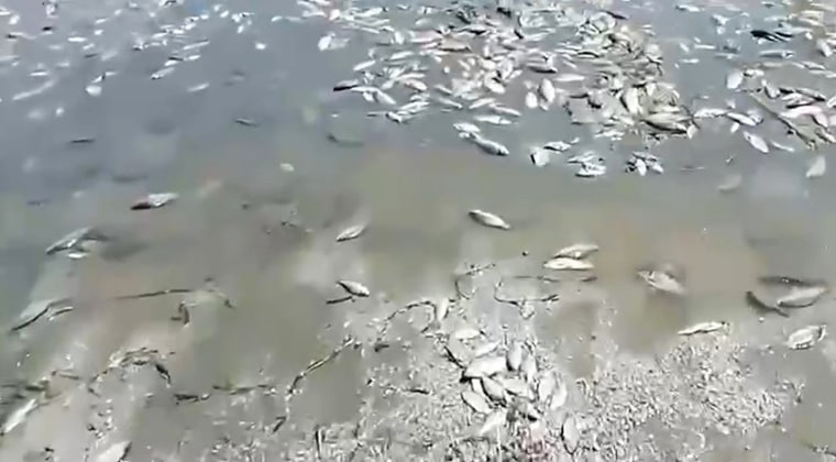 Destruction Of Ukraine's Kakhovka Dam Creates 'Plague' Of Dead Fish Up River In Dnipropetrovsk