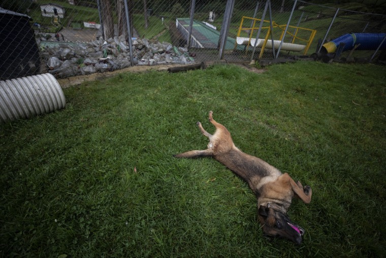 pueden los perros perdidos encontrar el camino a casa