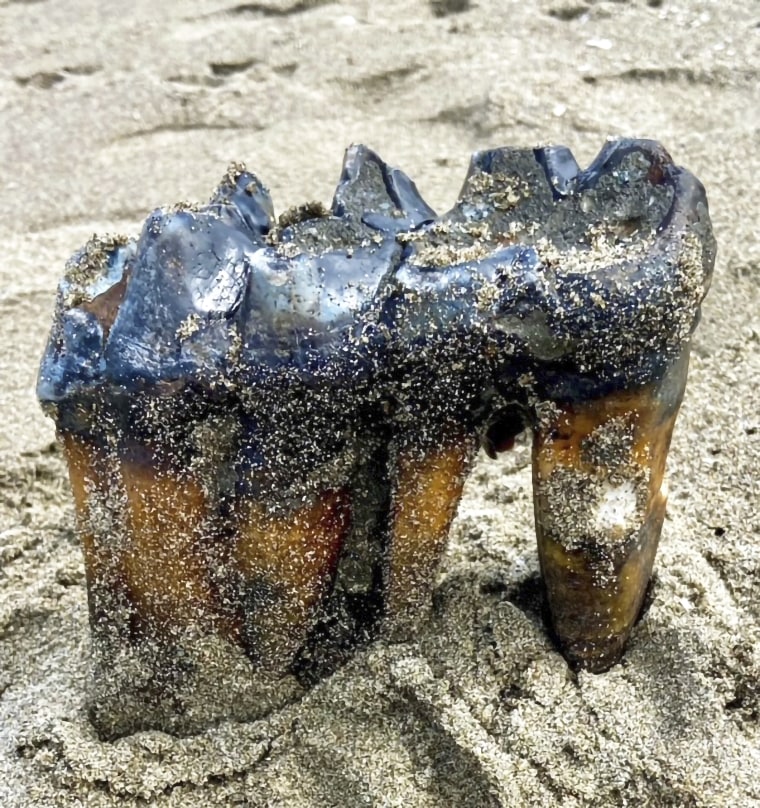 Mastodon Tooth in the sand at an Aptos, Calif., beach.