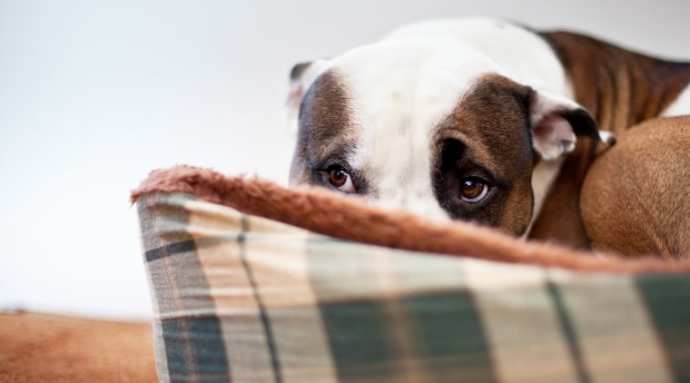 A scared-looking dog lies down in his bed, looking out.