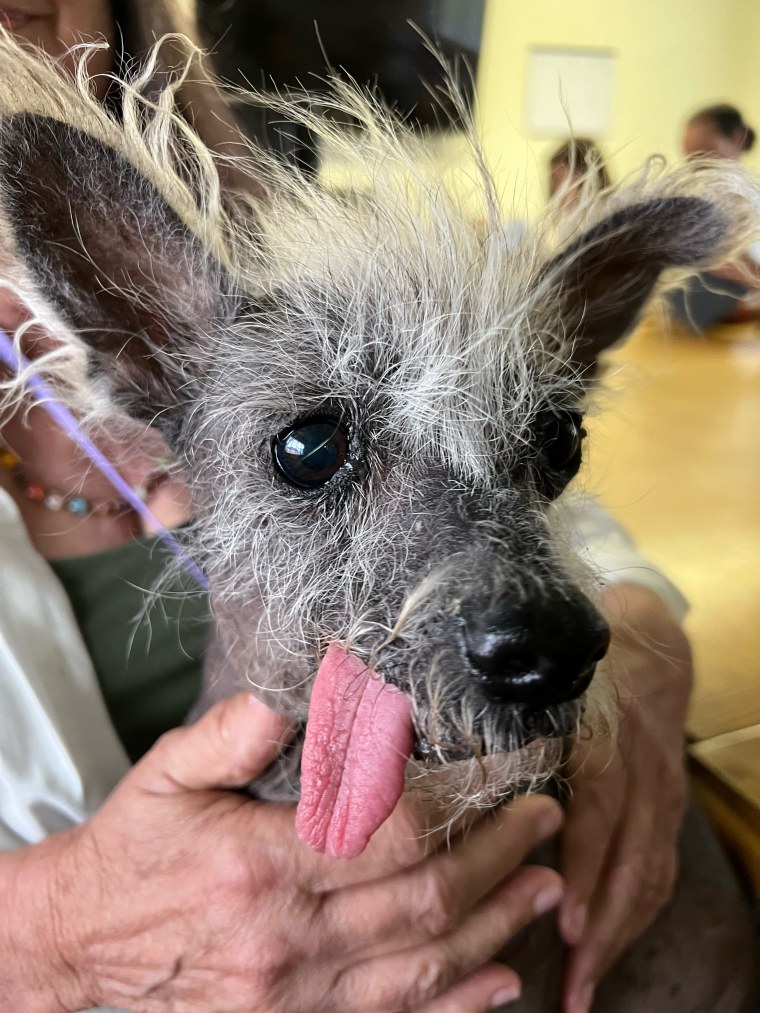 Le chiot de 7 ans est unique en son genre.