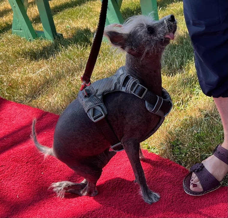 Le gagnant du concours 2023 Ugliest Dog.