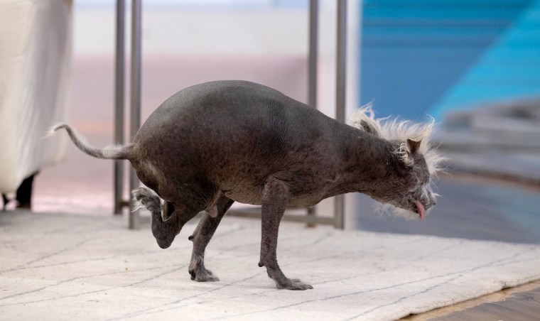 Scooter, the winner of the world’s ugliest dog title at Sonoma-Marin Fair in Petaluma.