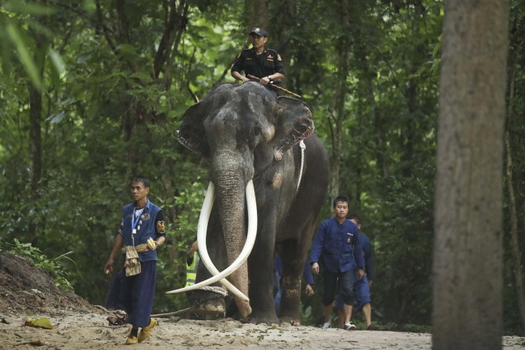 Ailing Thai elephant returns home for medical care after allegations of abuse in Sri Lanka
