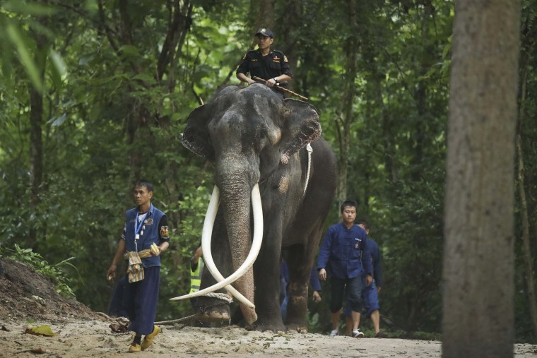 Ailing Thai Elephant Returns Home For Medical Care After Allegations Of   230703 Sak Surin Elephant Mb 0846 511bce 