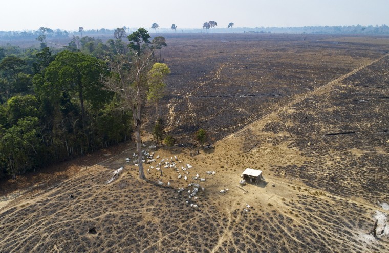 Cattle graze on land recently burned and deforested by cattle farmers near Novo Progresso, Para state, Brazil, on Aug. 23, 2020. After four years of rising destruction in Brazil’s Amazon, deforestation dropped by 33.6% during the first six months of President Luiz Inacio Lula da Silva's term, according to government satellite data released Thursday, July 6, 2023.