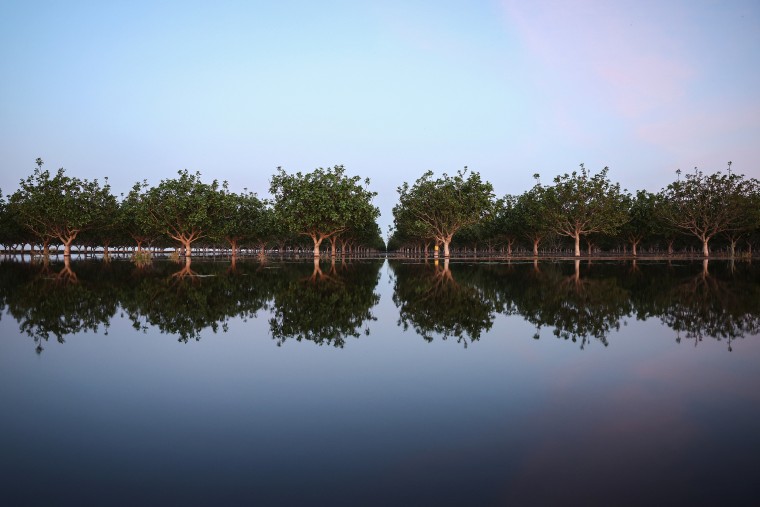 Flooded pistachio trees in the reemerging Tulare Lake, in California’s Central Valley, on April 27, 2023 near Corcoran, Calif.