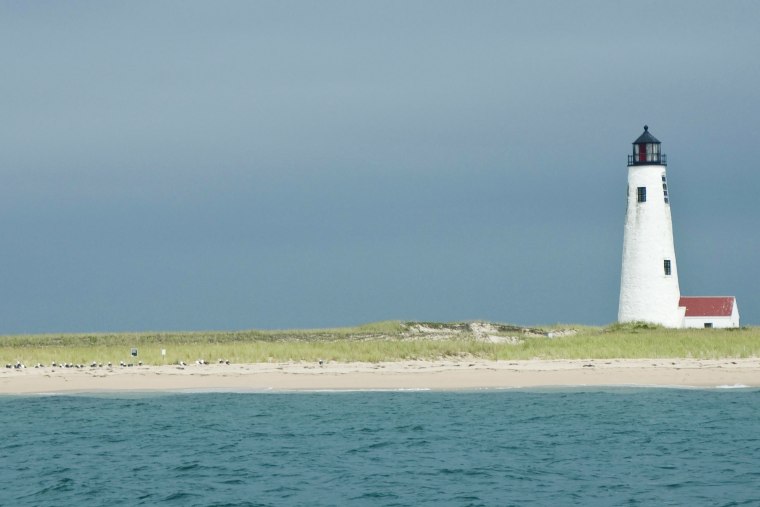 Great white sharks killing seals 'very close' to Nantucket prompts ...