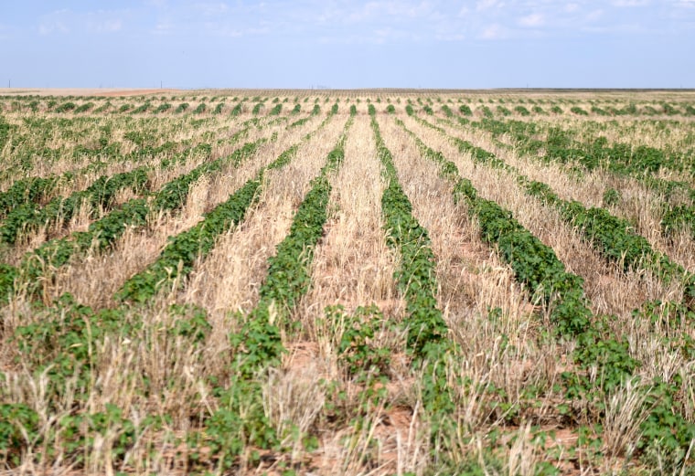 Drought And Extreme Heat Burn Through Farmers Margin For Error And 