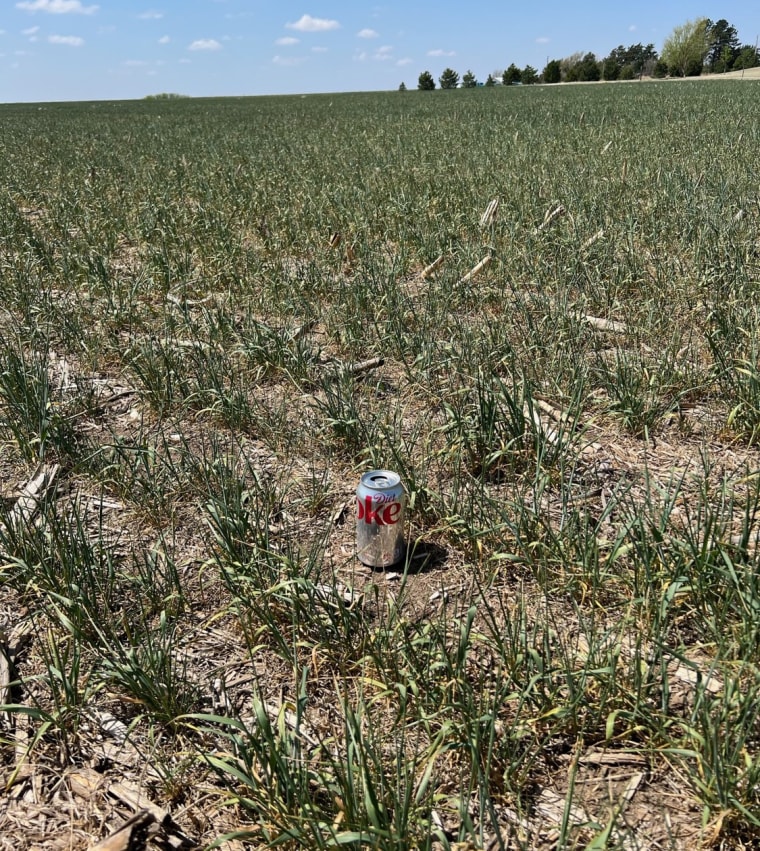 A stunted wheat crop.