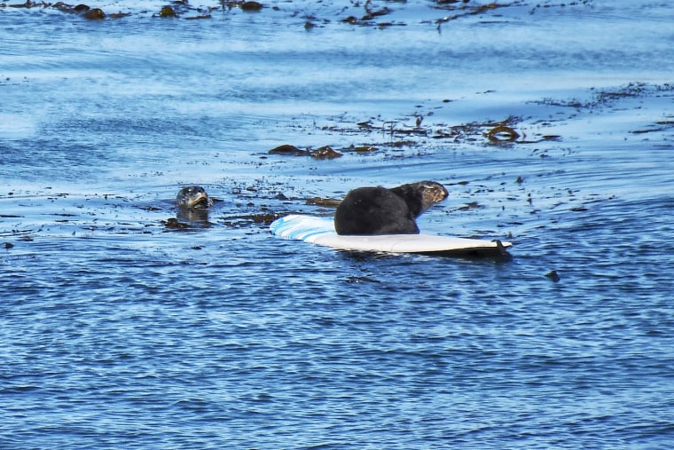 A sea otter on a surf board along West Cliff Drive in Santa Cruz, Calif., on July 8, 2023.