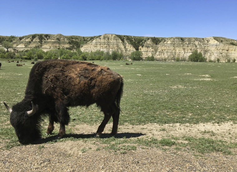 A bison grazes in Theodore Roosevelt National Park