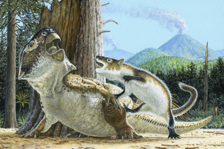 The unusual fossil from China suggests some early mammals may have hunted down dinosaur meat for dinner. The fossil shows a badger-like creature chomping down on a beaky dinosaur three times its size. 