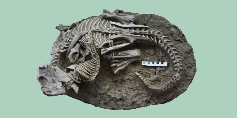 A fossil of entangled Psittacosaurus (dinosaur) and Repenomamus (mammal) skeletons provided by the Canadian Museum of Nature. 