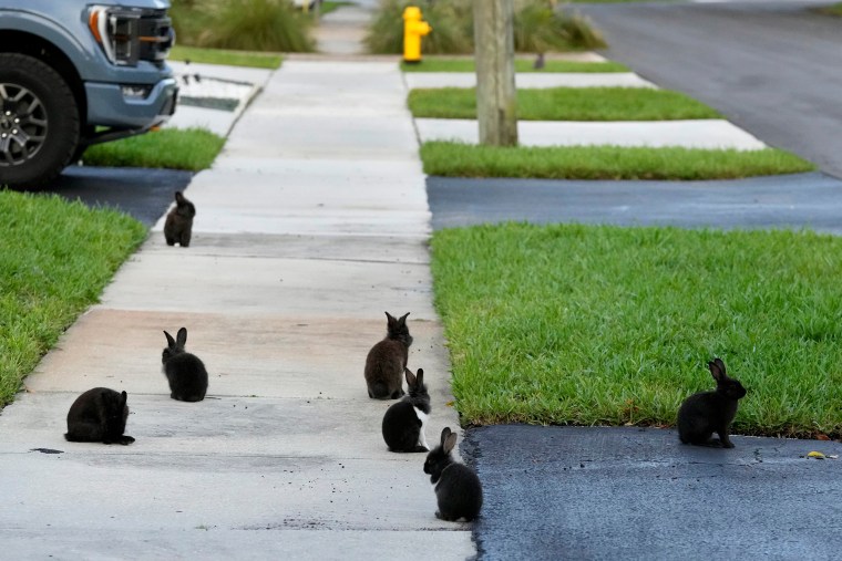 Florida rabbit invasion overwhelms neighborhood with furry creatures