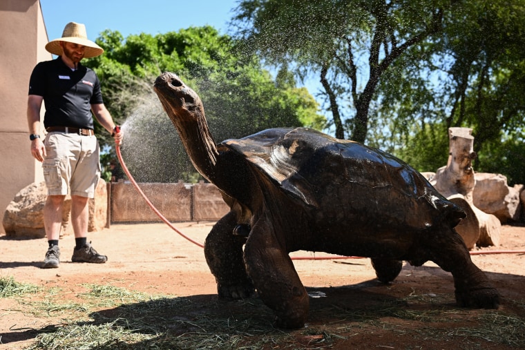 "Elvis" a Galapagos Tortoise is cooled off with water in Phoenix