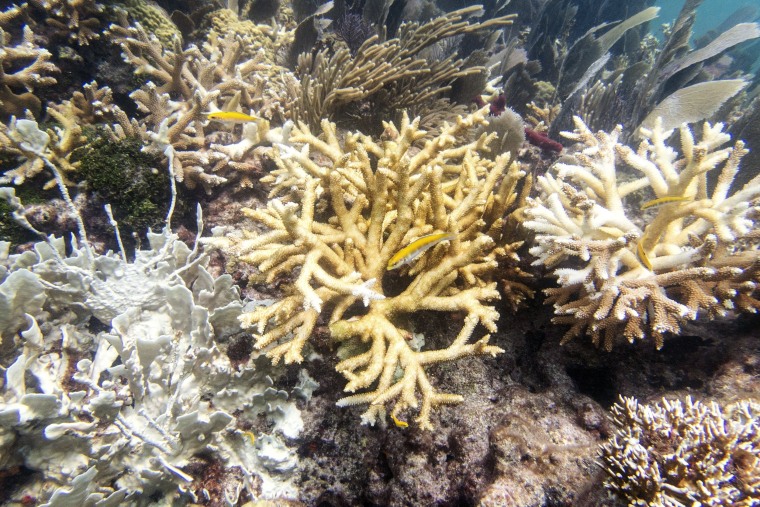 Fire coral and staghorn corals with bleaching and tissue loss