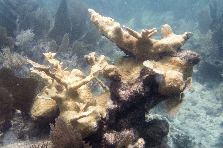Bleaching to elkhorn coral
