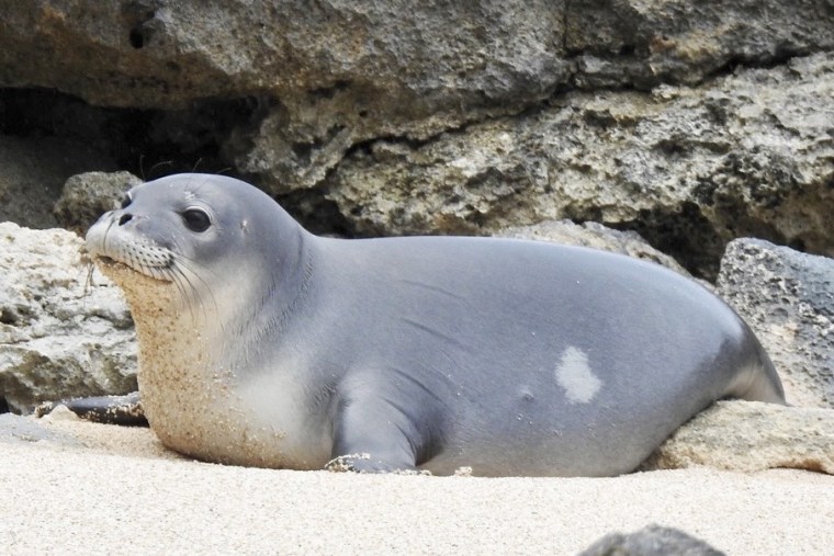 Endangered Hawaiian monk seal pup RS48, also known as Hoʻomau Lehua.