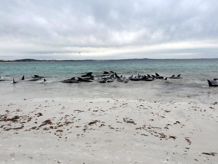 Pilot whales stranded on Cheynes Beach, Australia.