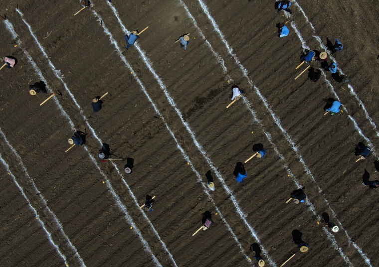 Technicians and researchers sow native corn seeds in a freshly plowed field used as a large, open-air laboratory to study the benefits of native versus hybrid – crossbred — corn varieties, in Apizaco, Mexico, on May 18, 2023. 