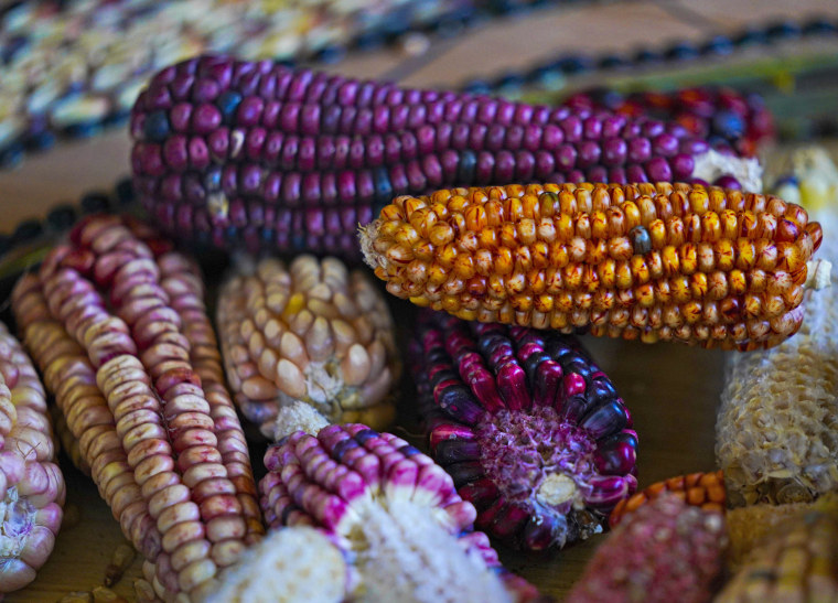 Heirloom corn