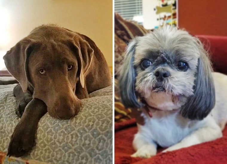 Victoria Boyd’s Labrador Retriever, Chance, and her Shih Tzu, Deacon.