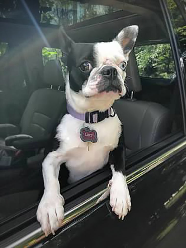 Jeffrey Foose's Boston terrier, Lucy.