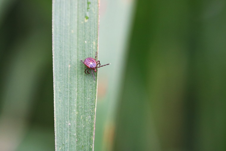 Female lone star tick