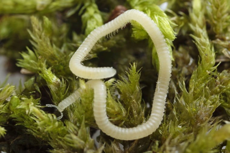 A new millipede species is crawling under LA. It's blind and glassy and has  486 legs