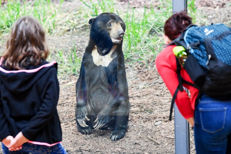 Malaysian bear in Berlin Zoo