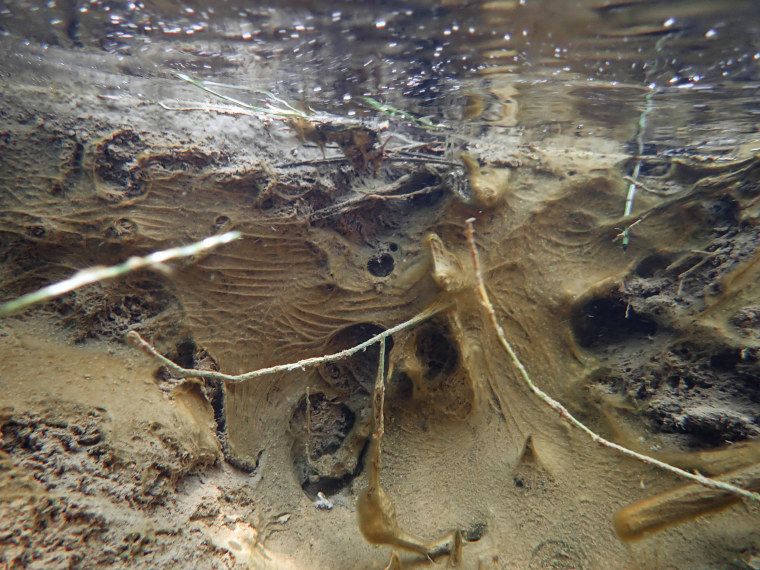 Cyanobacteria can grow on surfaces like rocks, sticks, and sand. The yellow-brown, vein-textured material in this photo is cyanobacteria.