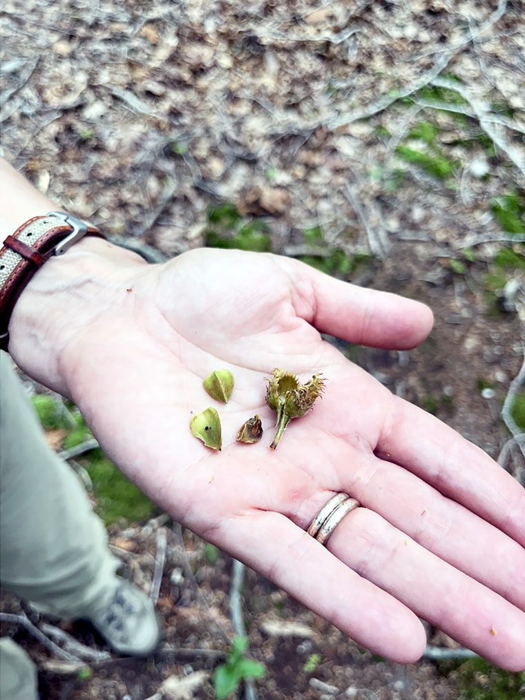 Beech tree nuts provide a valuable source of nutrition to bears and other animals.