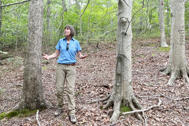 BLD pic 3 - Beth Brantley, a research scientist with Bartlett Tree Experts, in Wildwood State Park where many beech trees are missing their leaves due to beech leaf disease