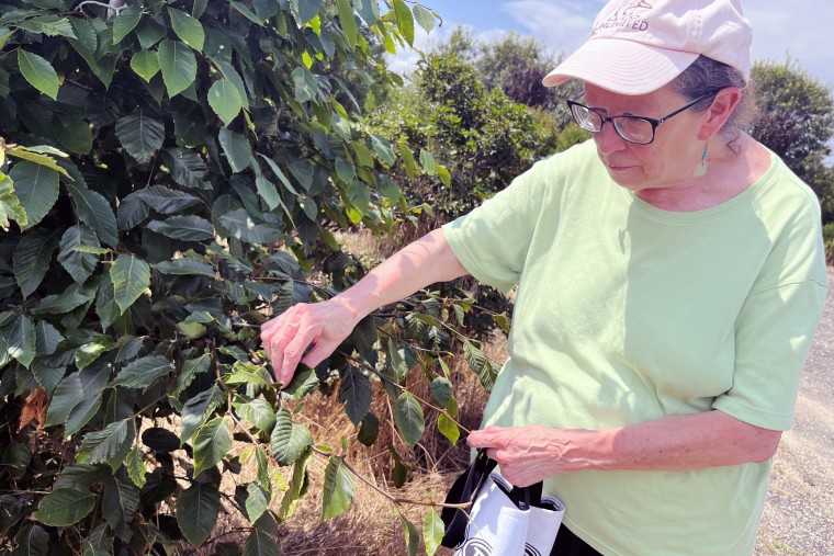 BLD pic 6 - Margery Daughtrey, a Cornell University plant pathologist, inspects the leaves of infected beech trees at Verderber's Nursery & Garden Center in Long Island