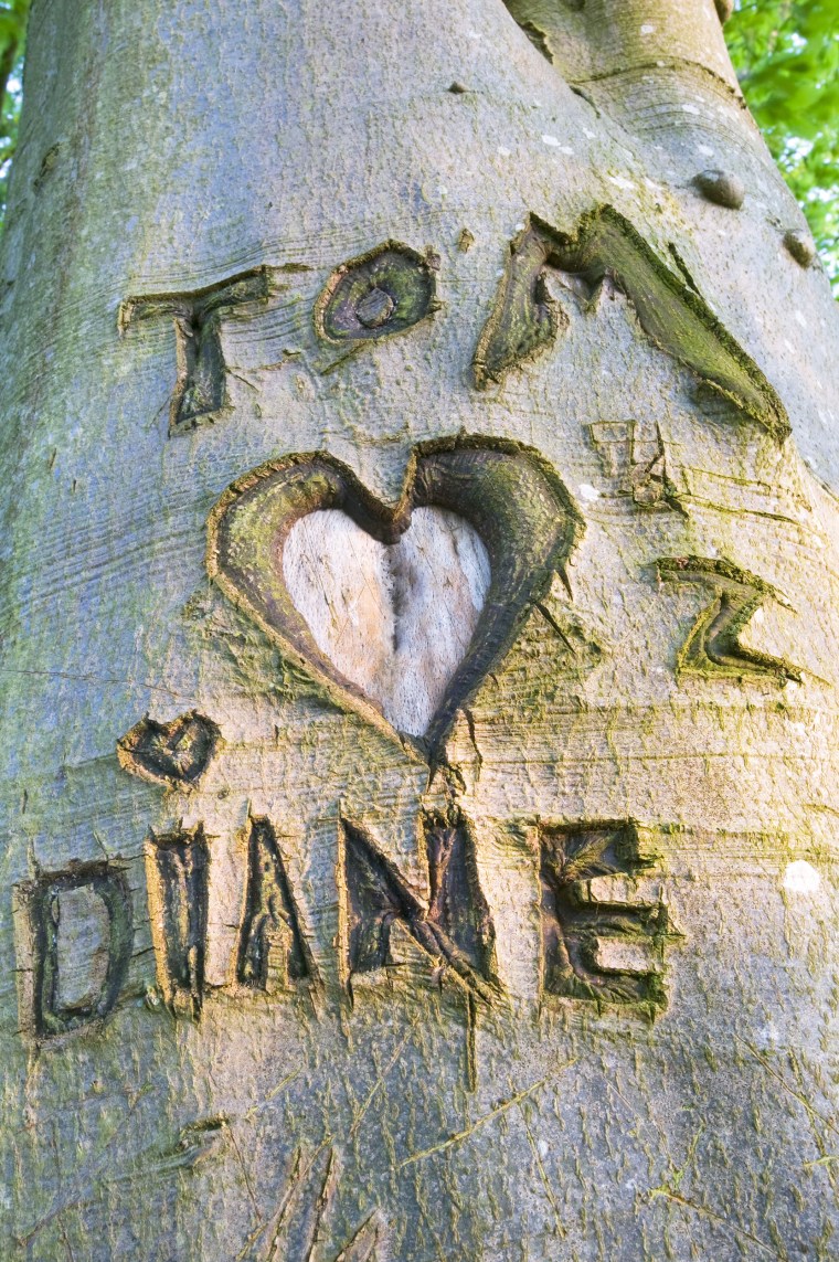 Mandatory Credit: Photo by Global Warming Images/Shutterstock (2000183a)
lovers names and a heart carved in a Beech tree in Windermere UK
VARIOUS