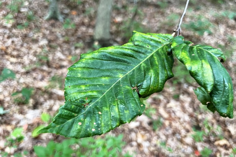 one of the telltale symptoms of Beech leaf disease is dark bands forming in the leaves of Beech trees