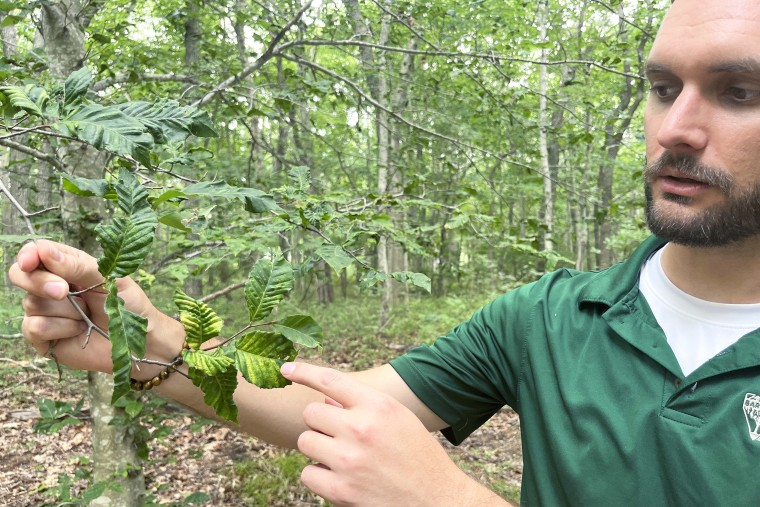 Matt Borden, a plant pathologist with Bartlett Tree Experts, looking at the leaves of a beech tree infected with beech leaf disease in Wildwood State Park in New York, on July 13, 2023.