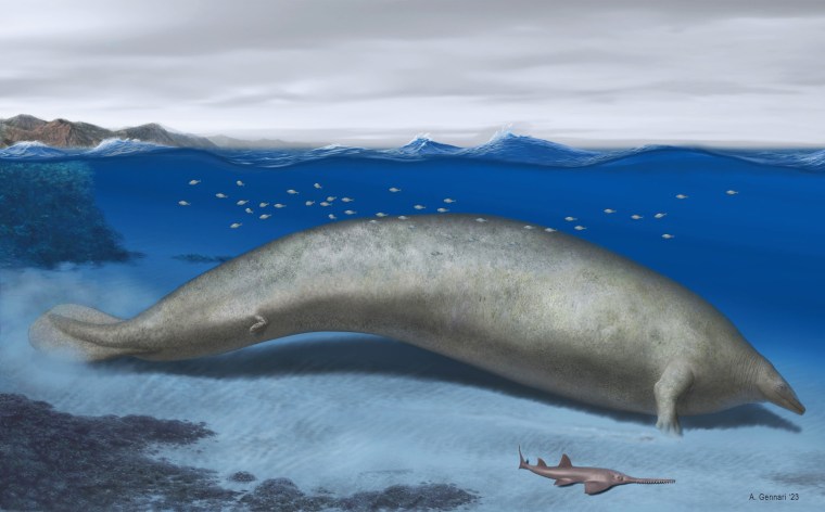 A newly discovered whale that lived nearly 40 million years ago could be the heaviest animal to have ever lived, based on a partial skeleton found in Peru, scientists said on August 02, 2023. 