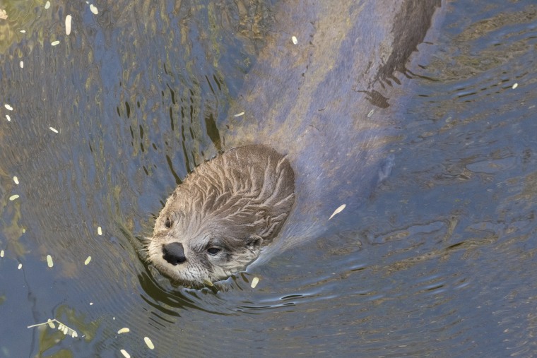 A Northern river otter in the Arizona Sonoran Desert Museum near Tucson, Arizona.